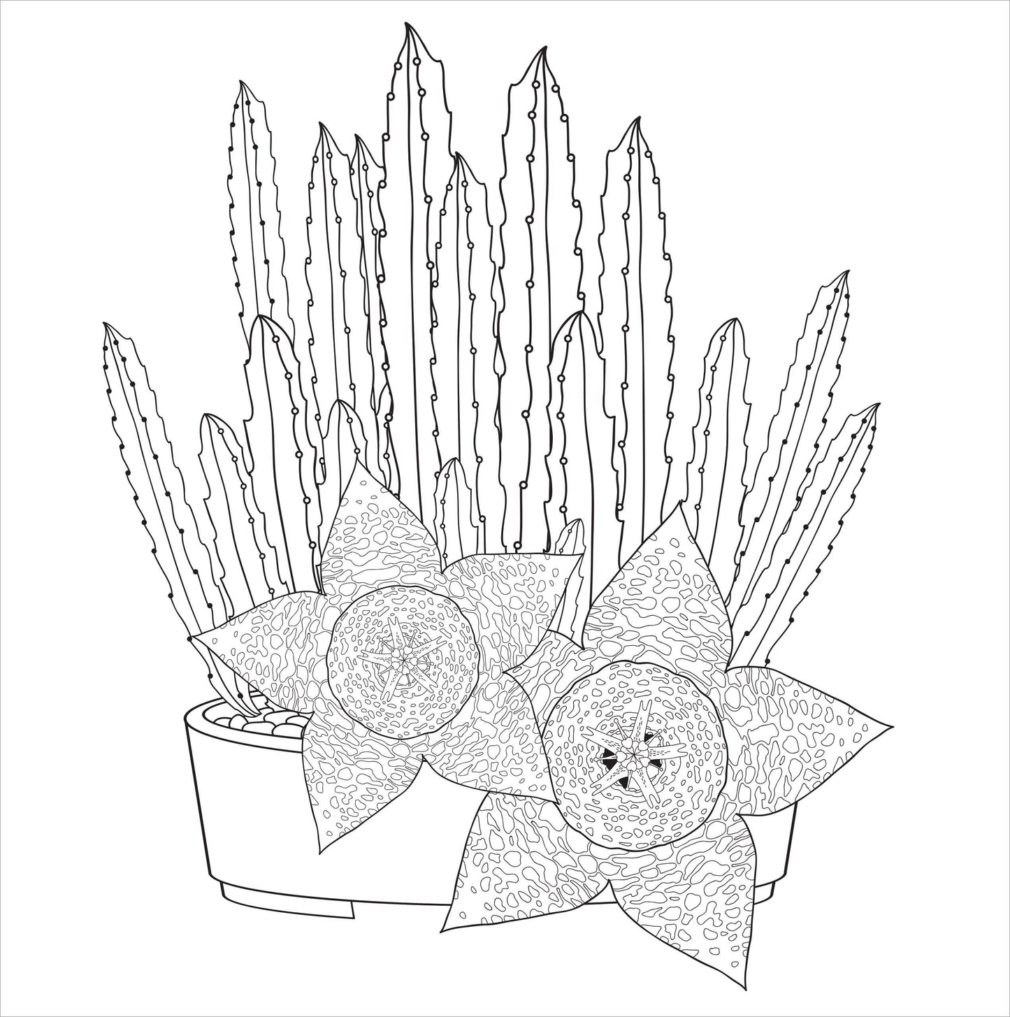 Peter Pauper Press - Succulents Artist's Coloring Book